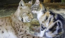 山猫第一波爆料视频,探秘神秘生物的神秘面纱